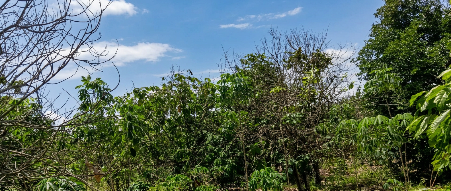 Cocoa trees on a mapped farm at Ido Foi, Ogun State
